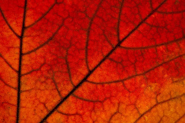 Textura Folha Vermelha Outono Brilhante Closeup Árvore Fundo Natural Estações — Fotografia de Stock