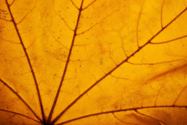 Přírodní Textura Zlatožlutého Podzimního Listu Zblízka Sezóna Koncepce Podzimních Listí — Stock fotografie