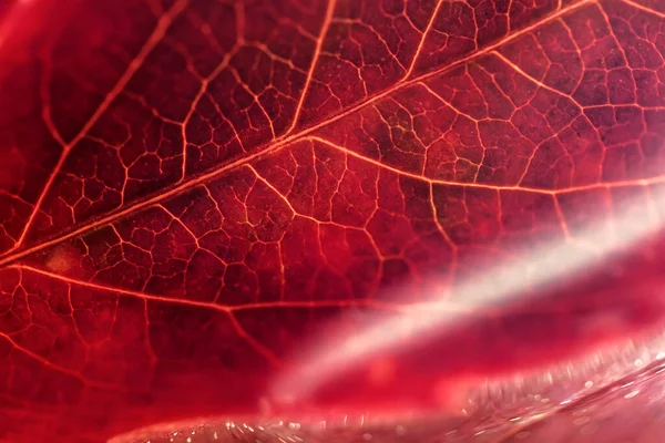 Barevné Vínové Podzimní Listy Zblízka Lehkém Oparu Selektivní Zaostření Přirozeně — Stock fotografie