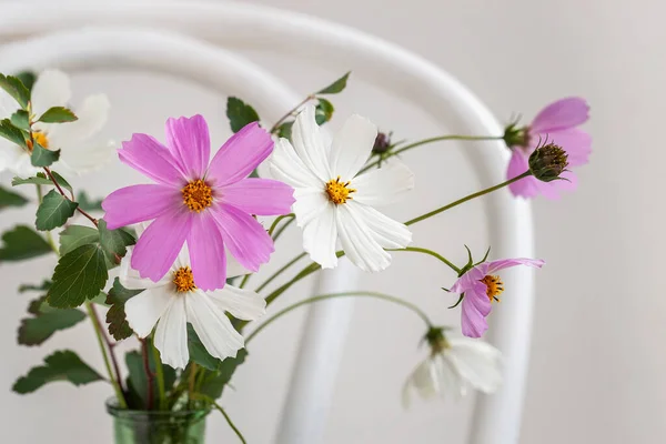 Strauß zarter Kosmos-Blumen auf altem weißen Wiener Stuhl, Stillleben auf hellem Hintergrund. — Stockfoto