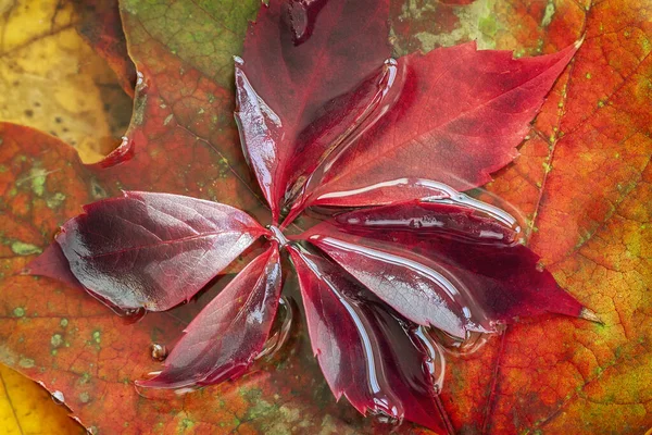 Barevné pozadí podzimního jasného listí, kapky rosné vody, výhled shora. Koncept podzimu — Stock fotografie
