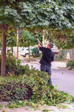 Man trimming branches of leafy green tree with pole saw in urban area. Concept of gardening, seasonal maintenance and eco-friendly city landscaping. Urban gardening skills and outdoor maintenance