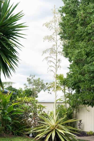 毛里求斯麻花 Furcraea Foetida Variegata 有花冠和热带住宅花园中的许多小苗 — 图库照片