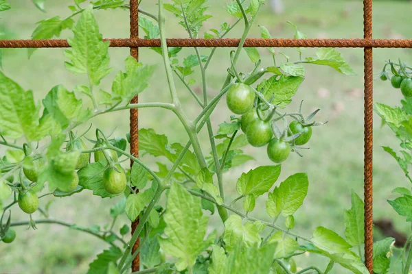 Trusses Tomates Uva Tomates Cereja Que Crescem Uma Treliça Malha — Fotografia de Stock
