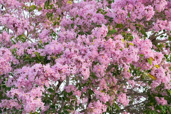 美丽的金银花或金银花或粉红小号树 上面挂满了粉红色的花 — 图库照片