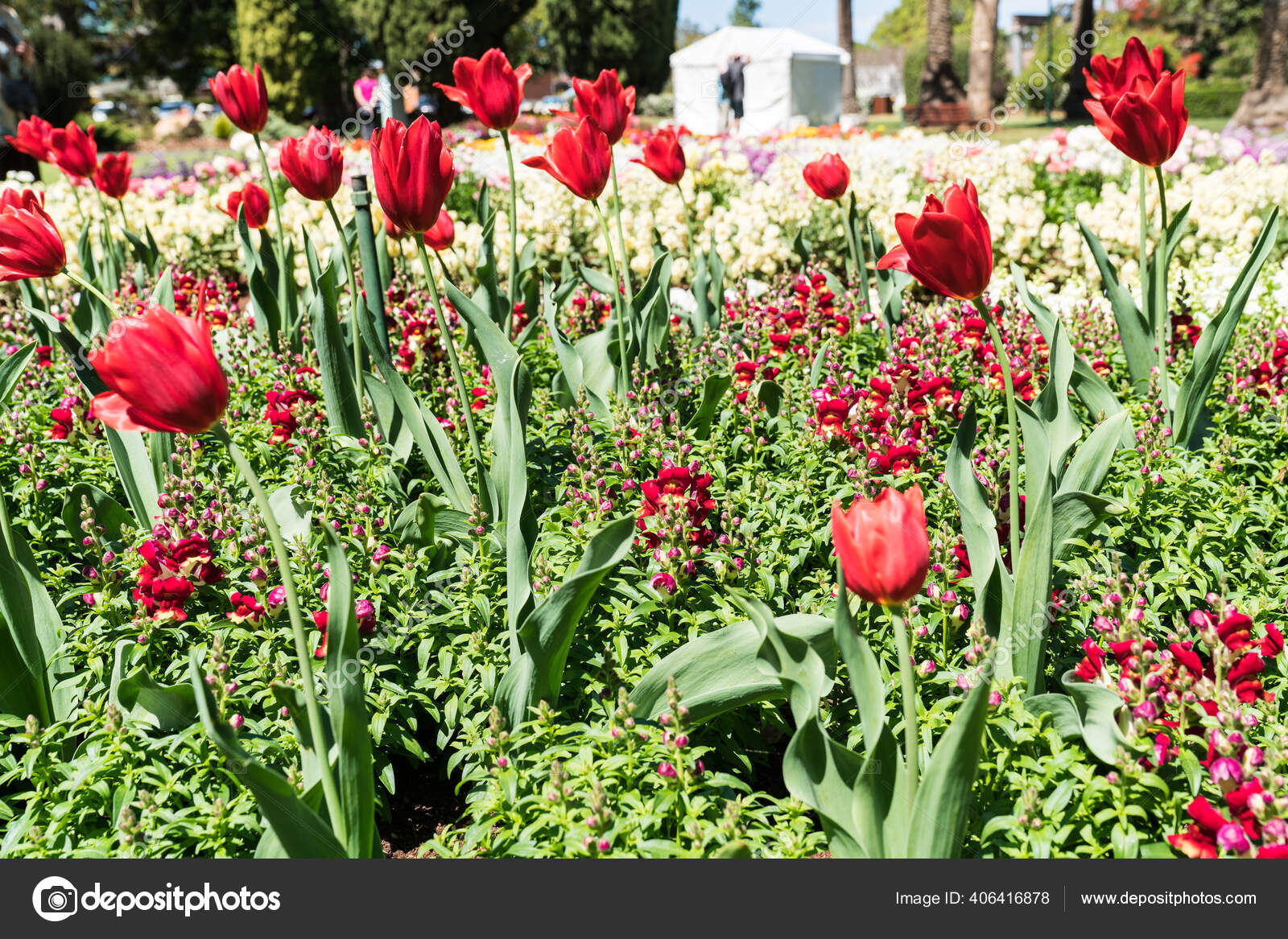 Beautiful Floral Display Queens Park Toowoomba's Carnival Flowers Red