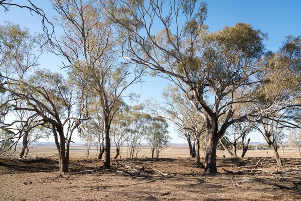 Droge Uitgedroogde Paddock Met Stervende Bomen Darling Downs Tijdens Droogte — Stockfoto