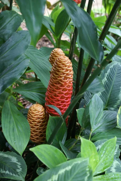 Tropical Yellow Red Zingiber Spectabile Beehive Ginger Tropical Rainforest Garden — Stock Photo, Image