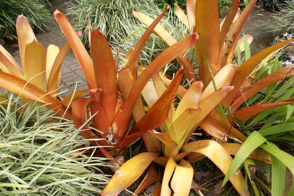 Orange Aechmea Blanchetiana Bromeliad Tropical Rainforest Garden North Queensland — Stock Photo, Image