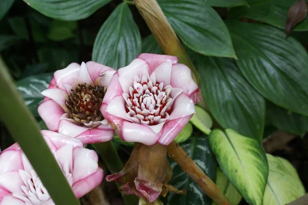 Pink White Zingiberaceae Etlingera Venusta Malay Rose Tropical Rainforest Garden — Stock Photo, Image