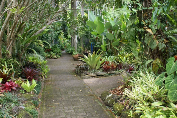 Bellissimo Giardino Tropicale Della Foresta Pluviale Nell Estremo Nord Del — Foto Stock