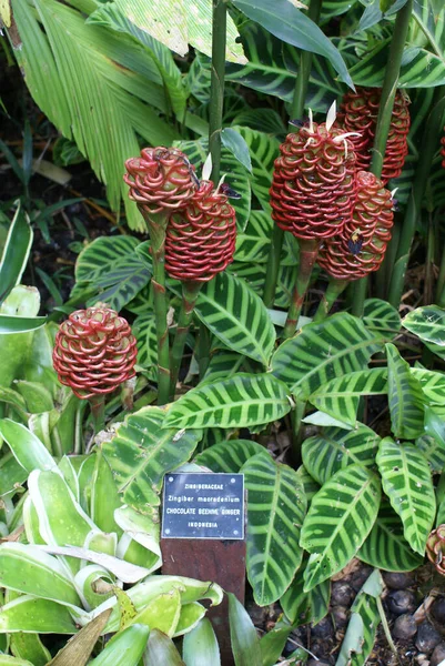 Zingiber Macradenium Chocolate Beehive Ginger Tropical Rainforest Garden North Queensland — Stock Photo, Image