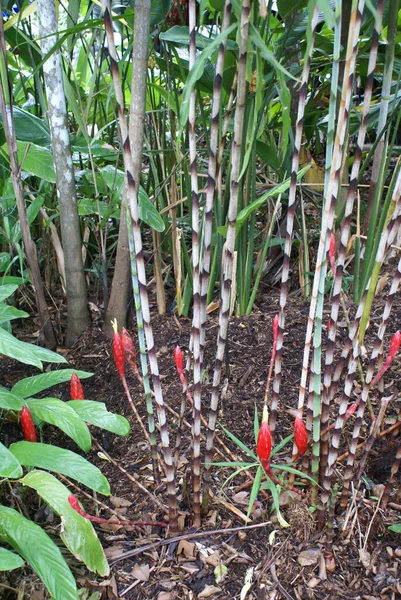 Costus Stenophyllus Bamboo Ginger Flower Tropical Rainforest Garden North Queensland — Stock Photo, Image