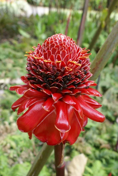 Red Torch Ginger Etlingera Elatior Tropical Garden Far North Queensland — Stock Photo, Image