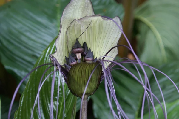 White Bat Plant Tacca Integrifolia Tropical Rainforest Garden North Queensland — Stock Photo, Image