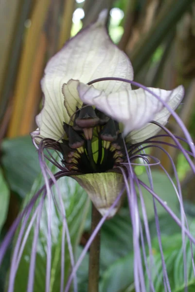 White Bat Plant, Tacca integrifolia, in tropical rainforest garden, North Queensland