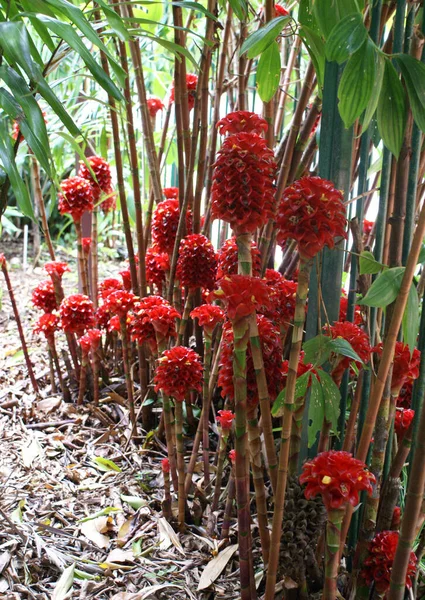 Tapeinochilos Ananassae Costaceae Indonesian Wax Plant Tropical Rainforest Garden North — Stock Photo, Image