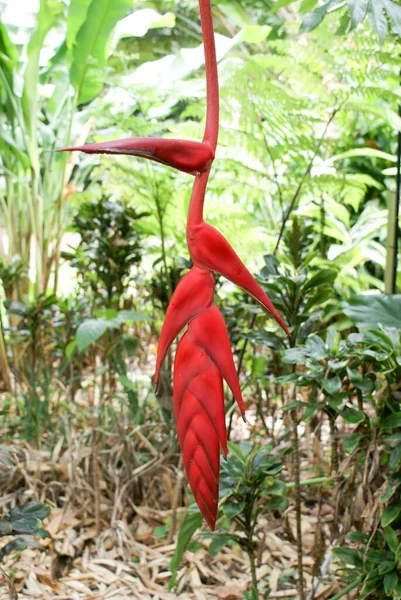 Red Waxy Pendula Heliconia Flower Tropical Rainforest Garden North Queensland — Stock Photo, Image