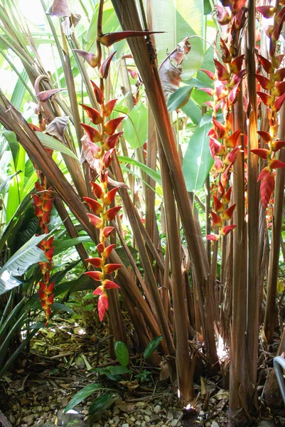 Beautiful Long Red Yellow Flower Heliconia Pogonantha Var Pogonantha Tropical — Stock Photo, Image