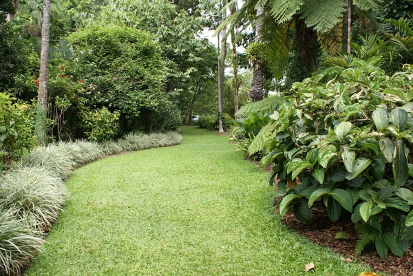 Vacker Regnskogsträdgård Långt Norra Queensland Stockbild
