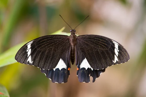 Large Butterfly Garden Citrus Orchard Swallowtail Lays Its Eggs Citrus — Stock Photo, Image