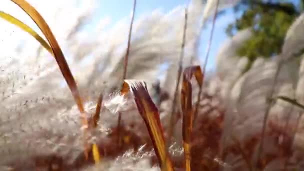 Folhas Secas Velhas Tremendo Vento Clima Outono — Vídeo de Stock