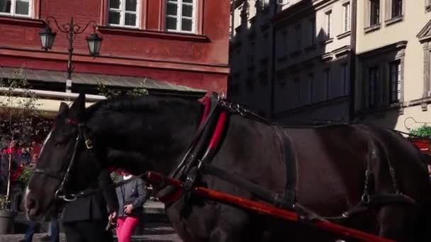 ポーランド ワルシャワ観光歴史ある馬車 旧市街センター — ストック動画