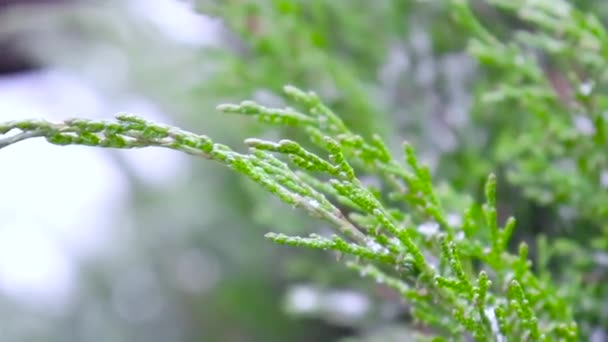 Schneeflocken Fallen Auf Einen Grünen Baum — Stockvideo