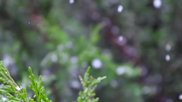 Copos Nieve Cayendo Sobre Árbol Verde — Vídeos de Stock