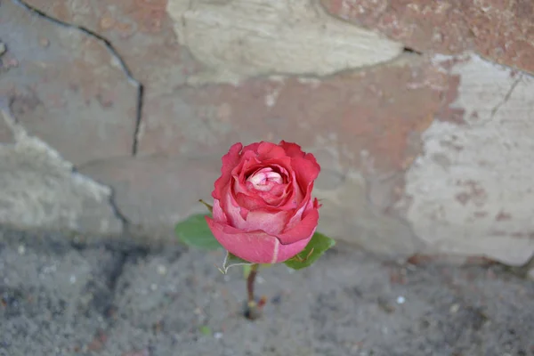Λουλούδι στον τοίχο — Φωτογραφία Αρχείου