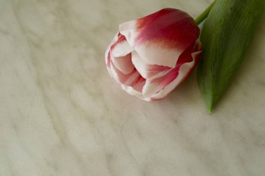 beyaz arka planda pembe ve beyaz lale