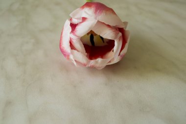 mermer bir masa üzerinde pembe ve beyaz lale