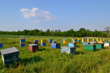 Tarlada arı kovanları