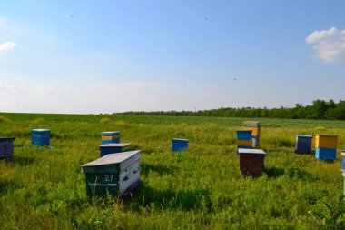 Tarlada arı kovanları