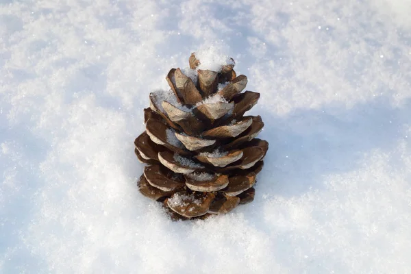 Cedar cones — Stock Photo, Image