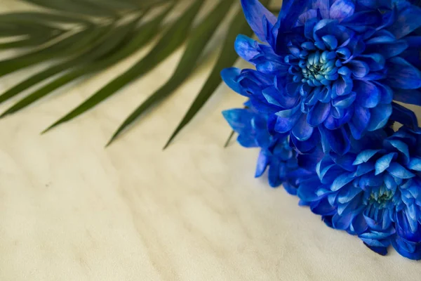 bouquet of blue chrysanthemums on white marble