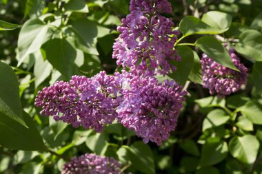 yaprakları arasında leylak çiçekleri