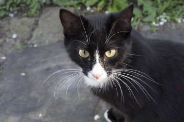  başıboş siyah beyaz kedi