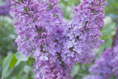 yeşil yaprakları ile leylak çalı