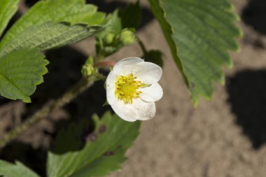 Bahçede çiçek açan çilekler