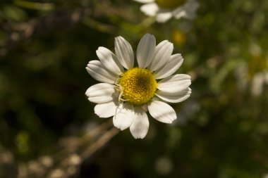 küçük örümcek bir papatya üzerinde oturan