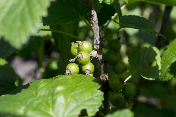 Green Currant Bush — Stock Photo, Image