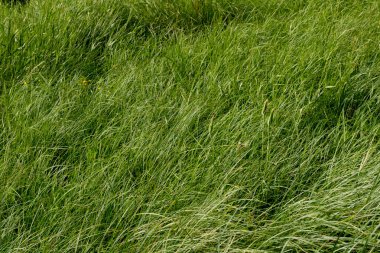 Çayırdaki yeşil çimenler