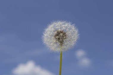 Mavi gökyüzünün arka planında beyaz karahindiba
