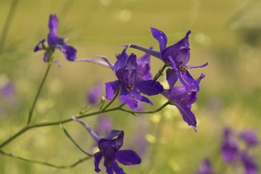Delphinium konsolidasyon bir alanda yakın yukarı