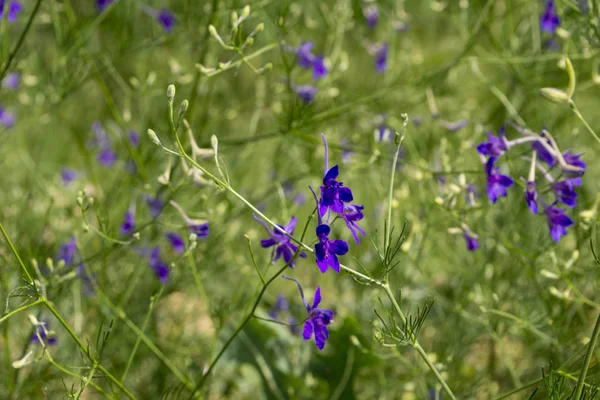 Consolida Regalis Uma Espécie Planta Herbácea Anual — Fotografia de Stock