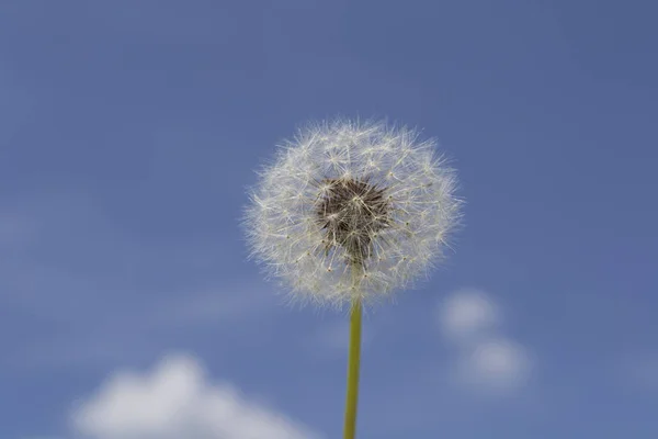 White Dandelion Background Blue Sky — Stock Photo, Image