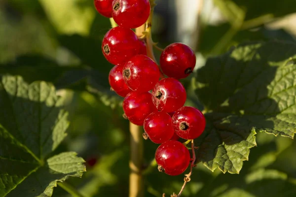 Red Currant Berries Garden — Stock Photo, Image