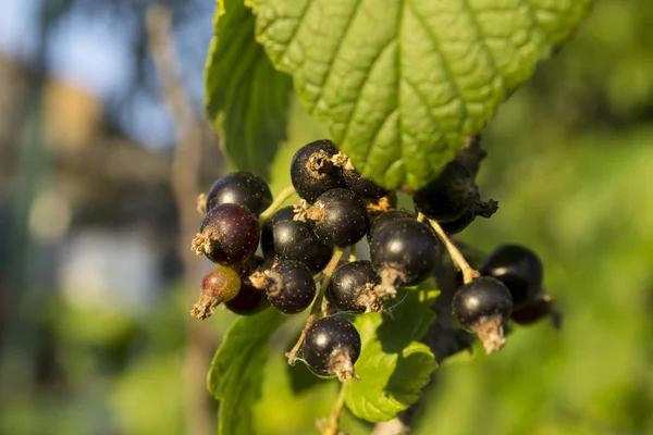 Black Currant Green Leaves — Stock Photo, Image