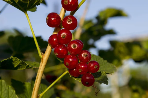 Bunch Red Currants Close — Stock Photo, Image